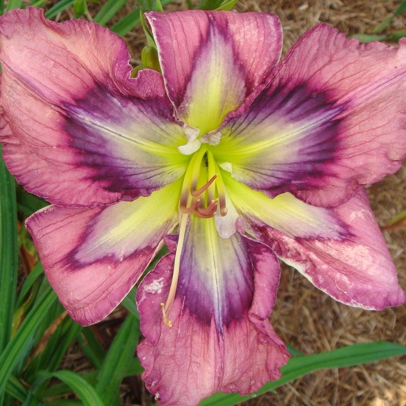 Previous Intro’s N – Z – Signature Daylilies