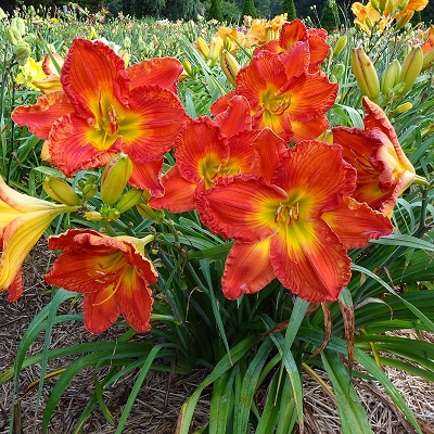 Previous Intro's A – M – Signature Daylilies