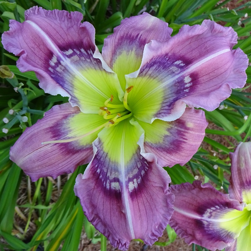 Previous Intro’s A – M – Signature Daylilies