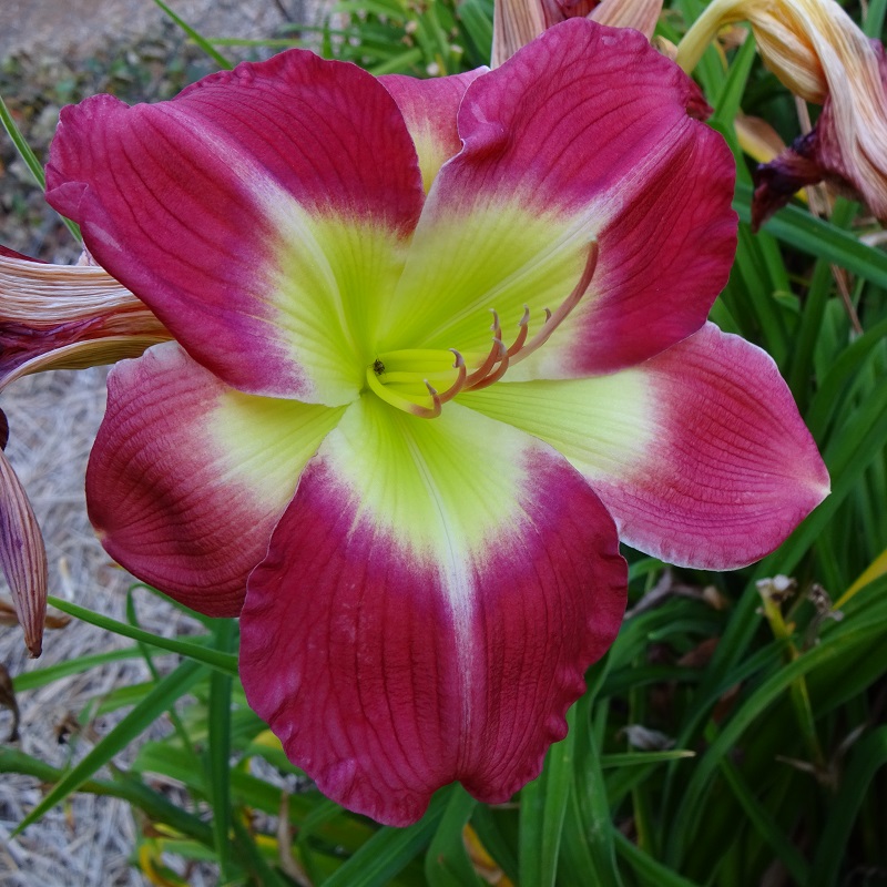 Previous Intro’s N – Z – Signature Daylilies